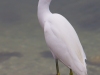 Snowy-Egret-01-27-2016_edited-1