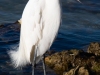 Snowy-Egret-2-2023-02-13