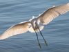 Snowy-Egret-2023-02-13