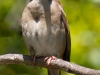 Sparrow-2-05-02-2020