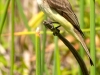 Sparrow