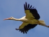 Stork in Flight