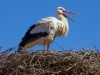 Stork on Nest
