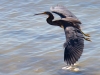 Tri-Color-Heron-In-Flight-2