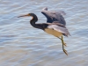 Tri-Color-Heron-In-Flight