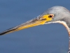 Tricolored-Heron-Portrait-2023-02-08