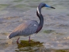 Tricolored-Heron_edited-1