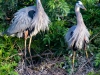 Two-Great-Blue-Herons-and-Chick-2