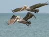 Two-Pelicans-2025-03-11-2