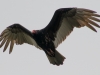 Vulture #2