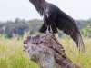 Vulture #3
