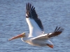 White Pelican #4