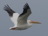 White Pelican