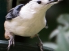 White-breasted Nuthatch