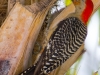 Woodpecker_edited-1