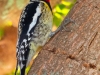 Yellow-bellied-Sapsucker
