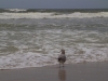 gull-the-ocean
