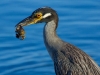 heron-with-crab_edited-1