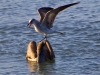 pelican-gull