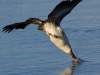 pelican-on-the-hunt-2