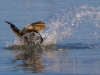 pelican-on-the-hunt-3
