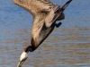 pelican-on-the-hunt