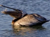 pelican-with-fish-2