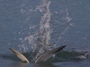 tern-under-water