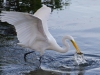 the-catch_edited-1