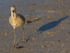 willet-shadow