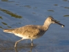 willet-with-crab