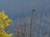 Bald Eagle at Medicine Lake #1