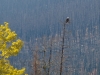 Bald Eagle at Medicine Lake #1