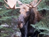 Moose #2_edited-2