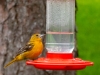 Baltimore-Oriole-Male