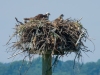 Osprey-Nest-at-Grays-Beach