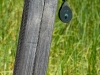 Pulley