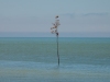 Rock-Harbor-Guide-Tree