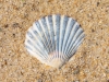 Scallop-Shell