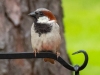 Sparow