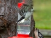 Two-Downy-Woodpeckers-2