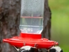 Two-Downy-Woodpeckers
