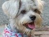 Wellfleet-Dog