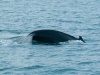diving-whale