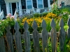 picket-fence-flowers