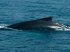 whale-4