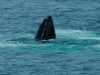 whale-coming-to-the-surface
