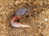 Fidler-Crab-2