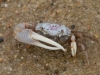 Fidler-Crab