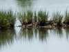 Reflection